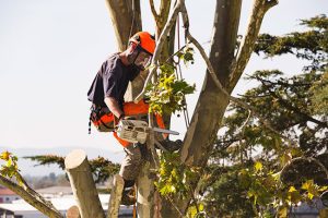 How to Tell if You Need Tree Removal Services