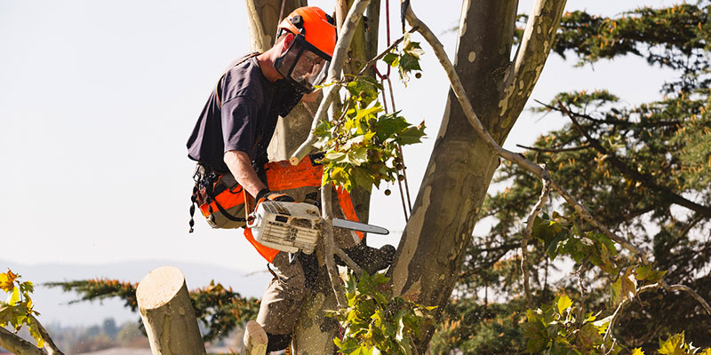 How to Tell if You Need Tree Removal Services