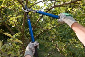 Five Reasons Tree Trimming Should Be Done By a Professional